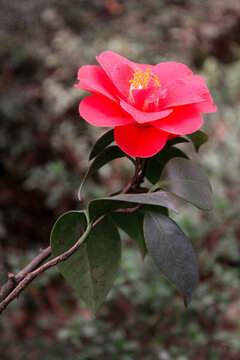 春天植物花朵