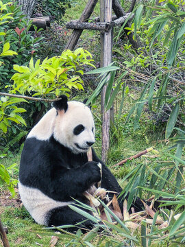 成都大熊貓繁育研究基地的大熊貓