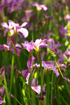 黛尾花