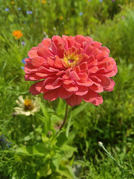 百日菊