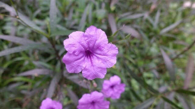 蘭花草
