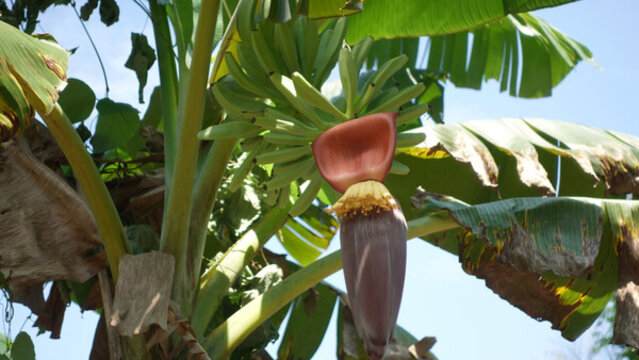 香蕉