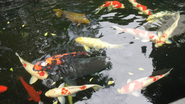 錦鯉
