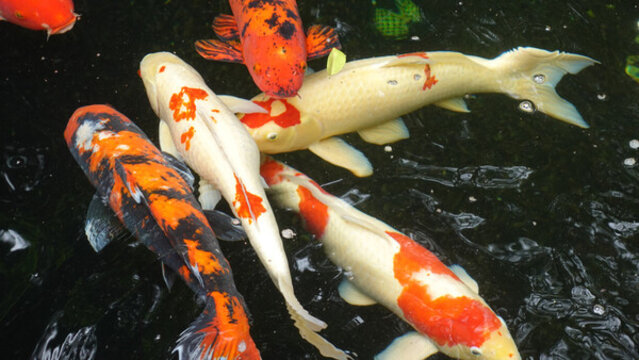 魚(yú)