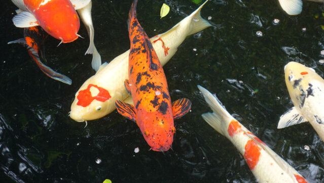 魚