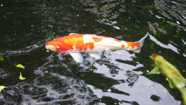 魚