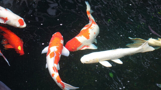 錦鯉