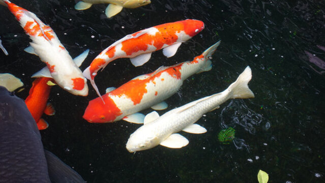 魚