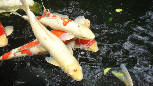 錦鯉