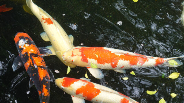 觀賞魚