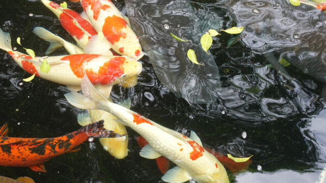 觀賞魚(yú)