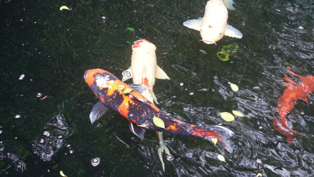 觀賞魚