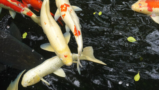 魚(yú)