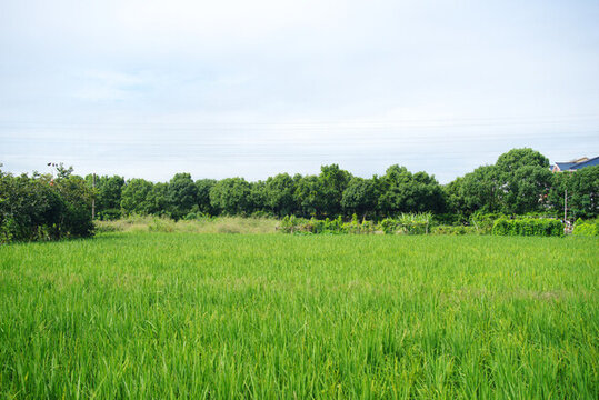 鄉(xiāng)村田園風光