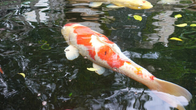 錦鯉