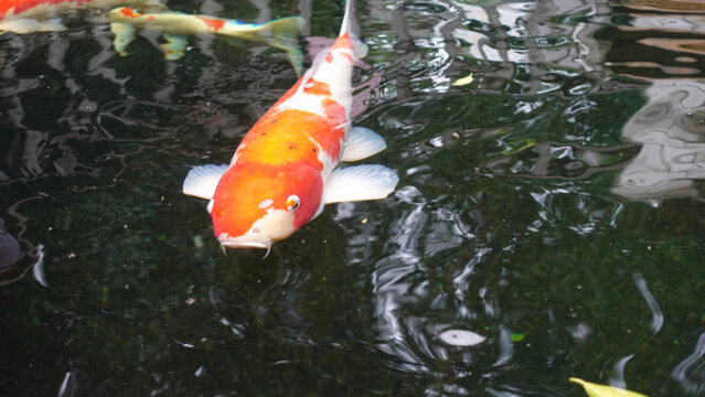 錦鯉