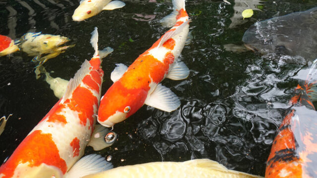鯉魚(yú)