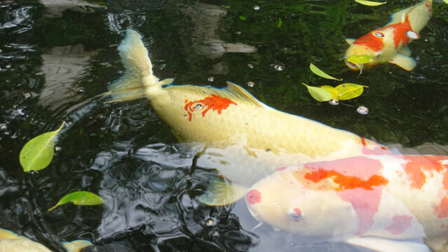 鯉魚