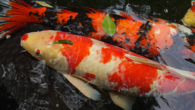 鯉魚