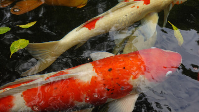 魚(yú)