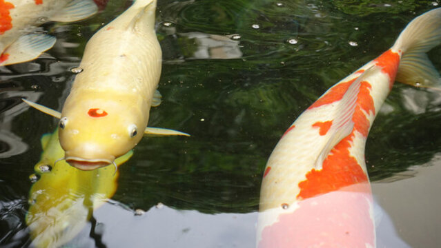 觀賞魚(yú)
