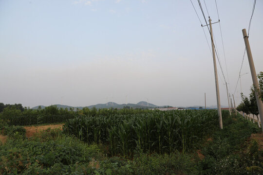 田園田野