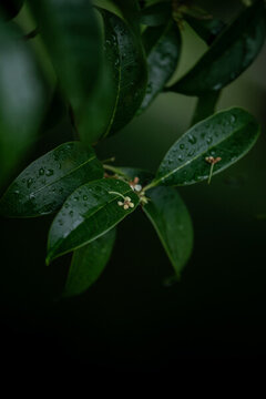 桂花盛開(kāi)