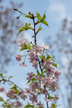 櫻花盛開(kāi)