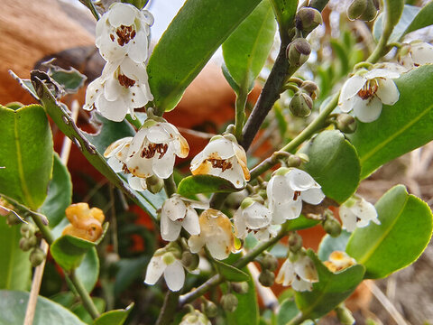 野桂花