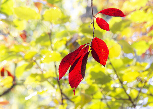 紅葉知深秋