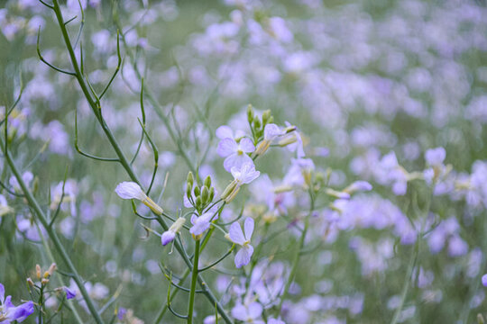 婺源梯田油菜花