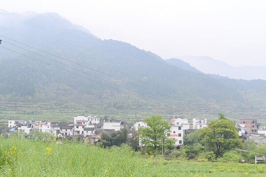婺源梯田油菜花