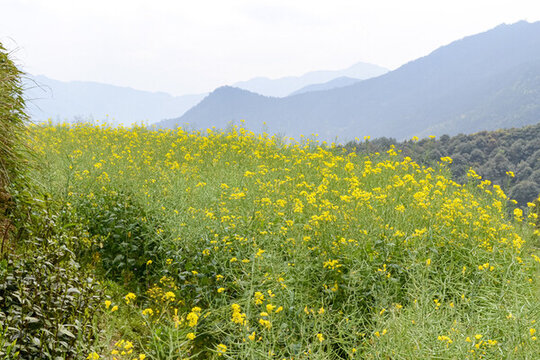 婺源梯田油菜花