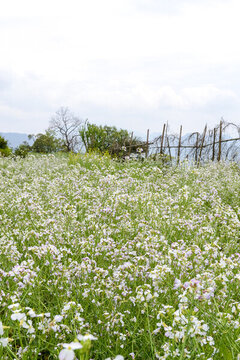 婺源梯田油菜花