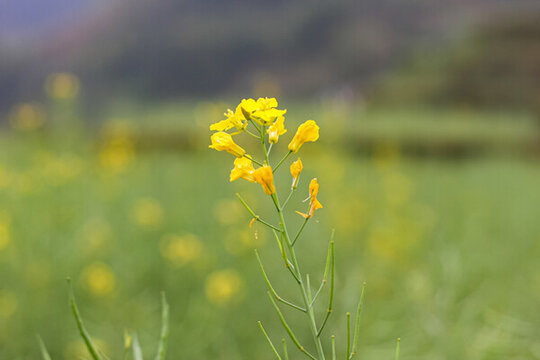 婺源梯田油菜花