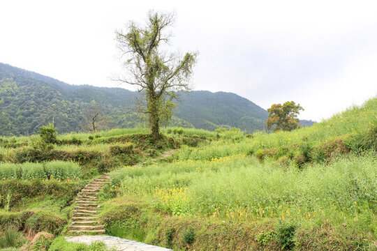 婺源梯田油菜花