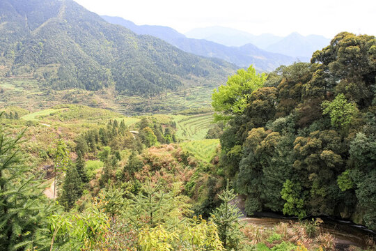 婺源梯田油菜花
