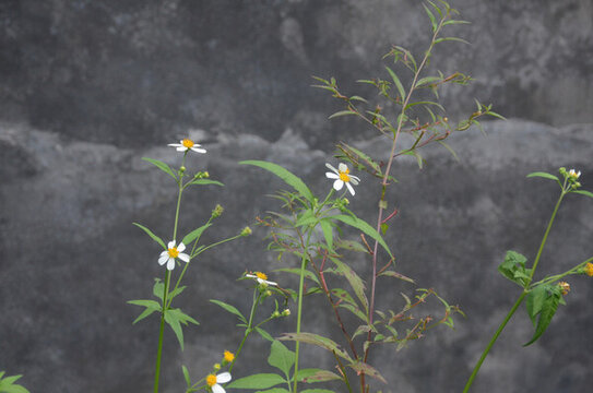 野菊花
