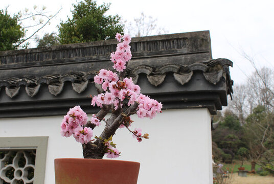 梅花盆景