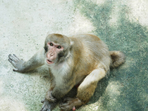 動(dòng)物園猴子俯視圖