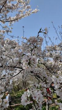 櫻花