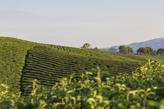 信陽(yáng)毛尖茶山