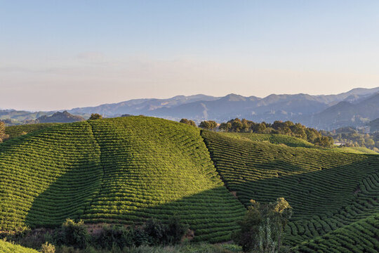 信陽毛尖茶山