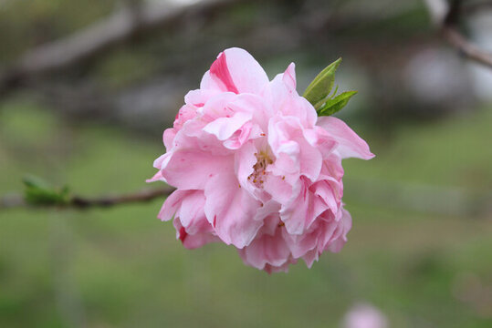 桃花