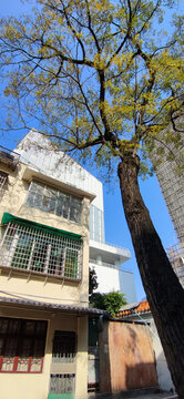 民居與大樹(shù)