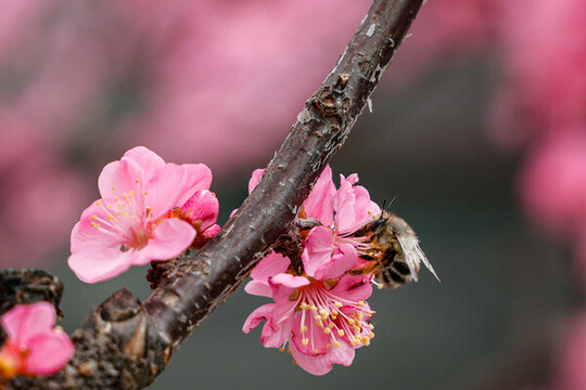 春花爛漫梅花盛開