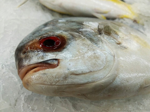 金昌魚
