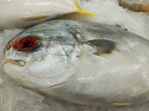 金昌魚