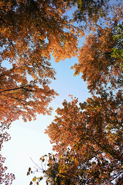 從化石門森林公園楓葉