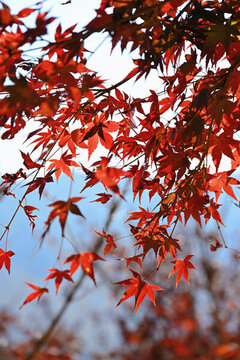 從化石門森林公園楓葉